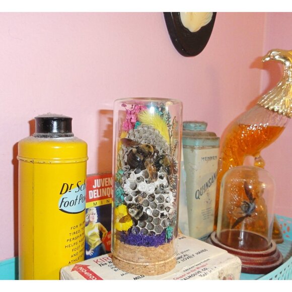Wasp Nest & Carpenter Bee Oddity Jar curiosity dome hive insect taxidermy goth - Picture 10 of 16